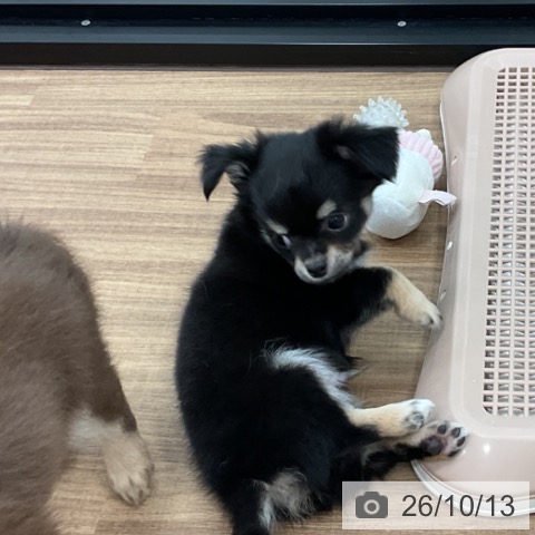 チワワの写真