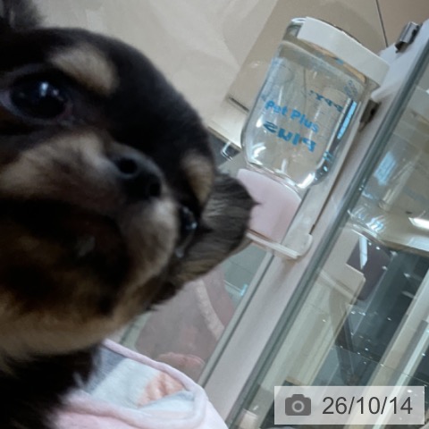 チワワの写真