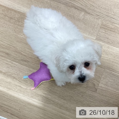 千葉県のビションフリーゼ (ペットプラス 船橋店/2026年8月12日生まれ/女の子/ホワイト)の子犬の4枚目の画像
