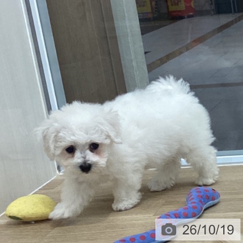 千葉県のビションフリーゼ (ペットプラス 船橋店/2026年8月12日生まれ/女の子/ホワイト)の子犬の3枚目の画像
