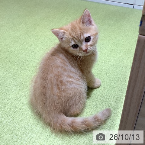 スコティッシュフォールドの写真