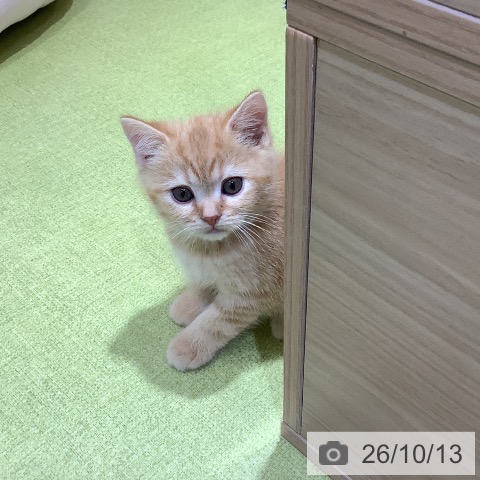 スコティッシュフォールドの写真