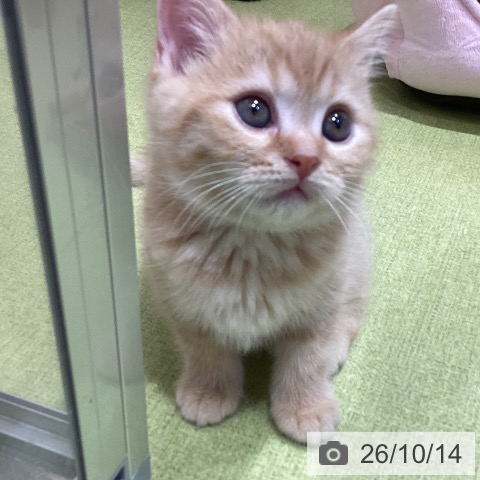 埼玉県のスコティッシュフォールド (ペットプラス 羽生店/2026年8月12日生まれ/男の子/レッドタビー)の子猫の3枚目の画像
