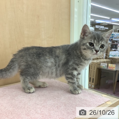 青森県のスコティッシュフォールド (ペットプラス 青森浜田店/2026年8月12日生まれ/女の子/ブルーパッチドタビー)の子猫の3枚目の画像