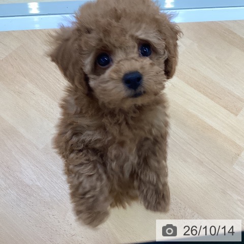 埼玉県のトイプードル(トイ) (ペットプラス 羽生店/2026年8月12日生まれ/女の子/レッド)の子犬の4枚目の画像