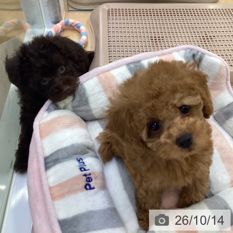 埼玉県のトイプードル(トイ) (ペットプラス 羽生店/2026年8月12日生まれ/女の子/レッド)の子犬の3枚目の画像