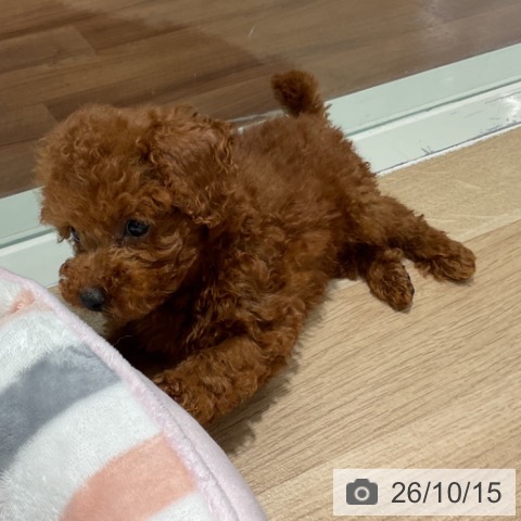埼玉県のトイプードル(トイ) (ペットプラス イオンモール春日部店/2026年8月13日生まれ/男の子/レッド)の子犬の4枚目の画像