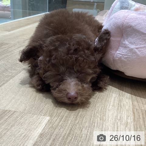 宮城県のトイプードル(トイ) (ペットプラス 仙台泉大沢店/2026年8月9日生まれ/男の子/ブラウン)の子犬の3枚目の画像
