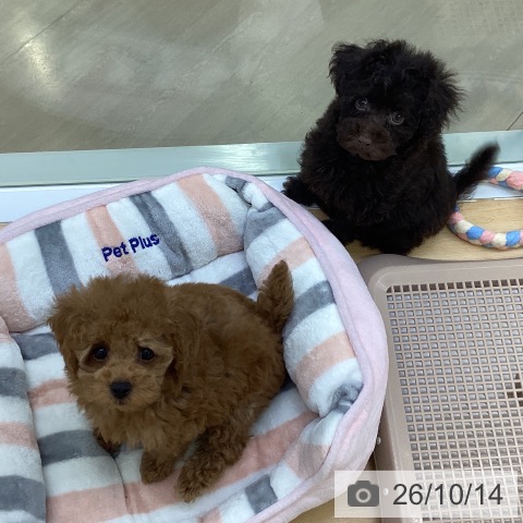 埼玉県のトイプードル(トイ) (ペットプラス 羽生店/2026年8月9日生まれ/男の子/ブラウン)の子犬の4枚目の画像