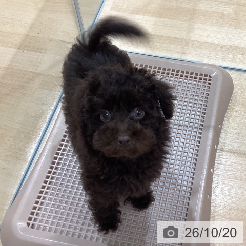 埼玉県のトイプードル(トイ) (ペットプラス 羽生店/2026年8月9日生まれ/男の子/ブラウン)の子犬の4枚目の画像