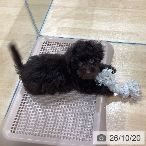 埼玉県のトイプードル(トイ) (ペットプラス 羽生店/2026年8月9日生まれ/男の子/ブラウン)の子犬の3枚目の画像