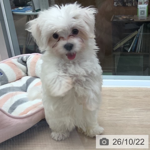 埼玉県のマルチーズ (ペットプラス 上尾店/2026年8月12日生まれ/女の子/ホワイト)の子犬の4枚目の画像