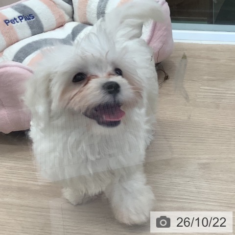 埼玉県のマルチーズ (ペットプラス 上尾店/2026年8月12日生まれ/女の子/ホワイト)の子犬の3枚目の画像