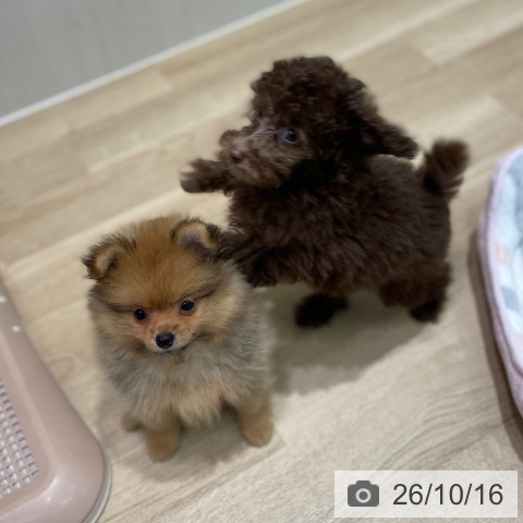 宮城県のポメラニアン (ペットプラス 仙台泉大沢店/2026年8月13日生まれ/男の子/オレンジ)の子犬の4枚目の画像
