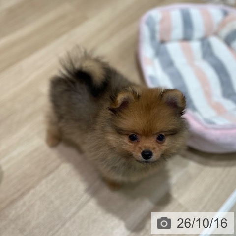 宮城県のポメラニアン (ペットプラス 仙台泉大沢店/2026年8月13日生まれ/男の子/オレンジ)の子犬の3枚目の画像