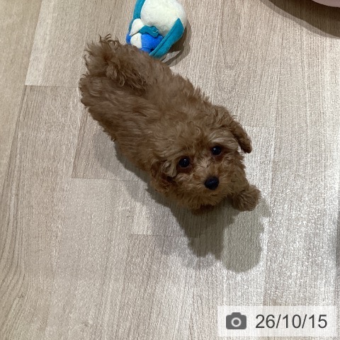 長野県のトイプードル(トイ) (ペットプラス 須坂店/2026年8月10日生まれ/女の子/レッド)の子犬の4枚目の画像