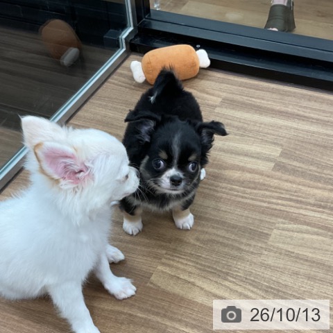 チワワの写真