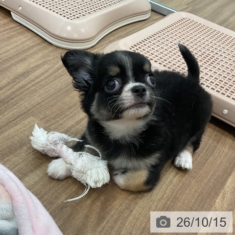 チワワの写真