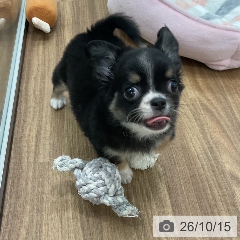 チワワの写真