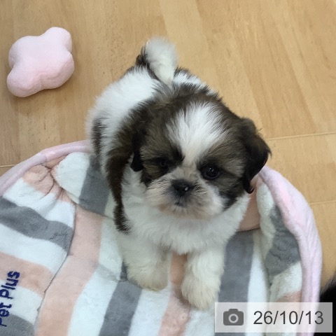 埼玉県のシーズー (ペットプラス 羽生店/2026年8月13日生まれ/女の子/ホワイトゴールド)の子犬の4枚目の画像