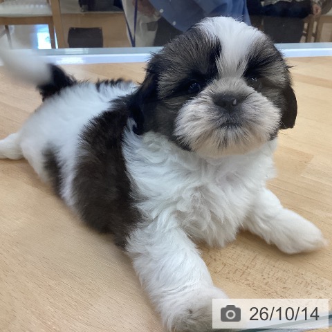 埼玉県のシーズー (ペットプラス 羽生店/2026年8月13日生まれ/女の子/ホワイトゴールド)の子犬の3枚目の画像