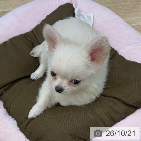 山梨県のチワワ(ロング) (ペットプラス 甲府昭和店/2026年8月13日生まれ/男の子/クリームホワイト)の子犬の4枚目の画像