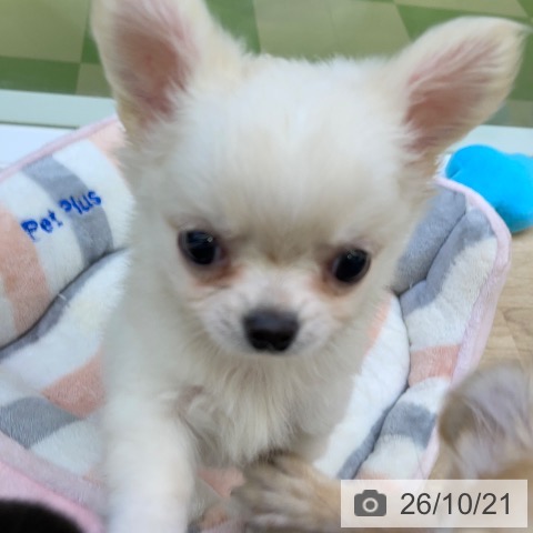 山梨県のチワワ(ロング) (ペットプラス 甲府昭和店/2026年8月13日生まれ/男の子/クリームホワイト)の子犬の3枚目の画像