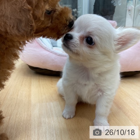 チワワの写真