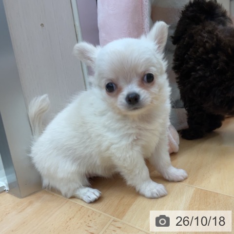 チワワの写真