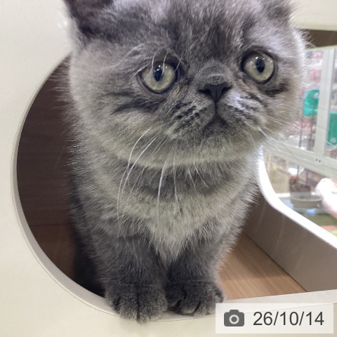 埼玉県のエキゾチック (ペットプラス 羽生店/2026年8月12日生まれ/男の子/ブルー)の子猫の4枚目の画像