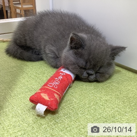 埼玉県のエキゾチック (ペットプラス 羽生店/2026年8月12日生まれ/男の子/ブルー)の子猫の3枚目の画像