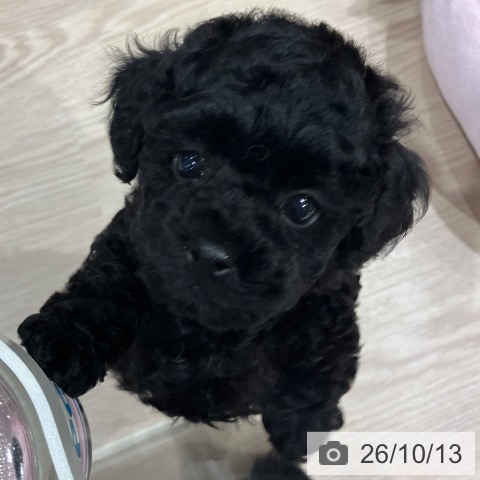 埼玉県のトイプードル(トイ) (ペッツワン 新座店/2026年8月13日生まれ/男の子/ブラックタン)の子犬の4枚目の画像