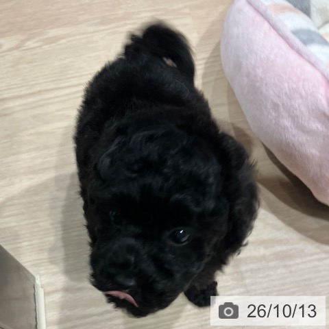 埼玉県のトイプードル(トイ) (ペッツワン 新座店/2026年8月13日生まれ/男の子/ブラックタン)の子犬の3枚目の画像