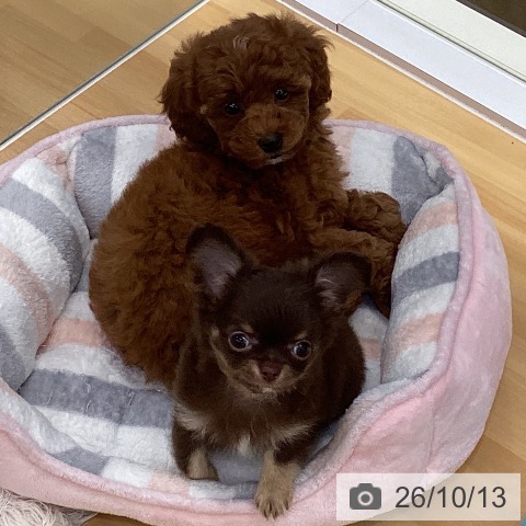 長野県のトイプードル(トイ) (ペットプラス 松本店/2026年8月13日生まれ/女の子/レッド)の子犬の4枚目の画像