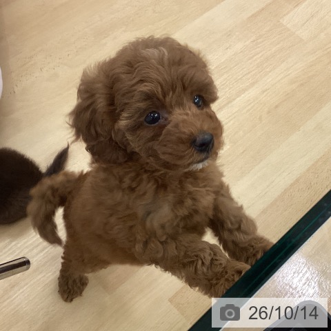 長野県のトイプードル(トイ) (ペットプラス 松本店/2026年8月13日生まれ/女の子/レッド)の子犬の3枚目の画像