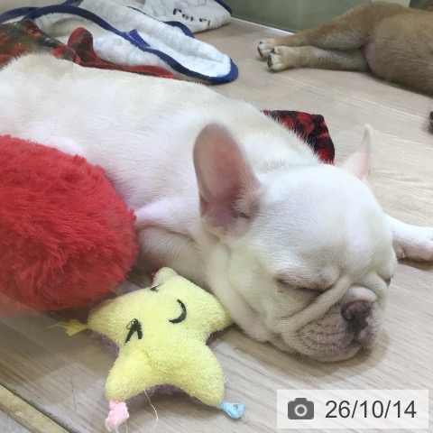 千葉県のフレンチブルドッグ (ペットプラス 幕張新都心店/2026年8月13日生まれ/女の子/クリーム)の子犬の3枚目の画像