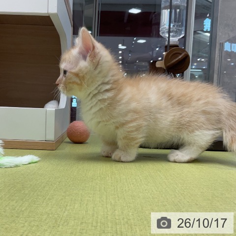 マンチカンの写真