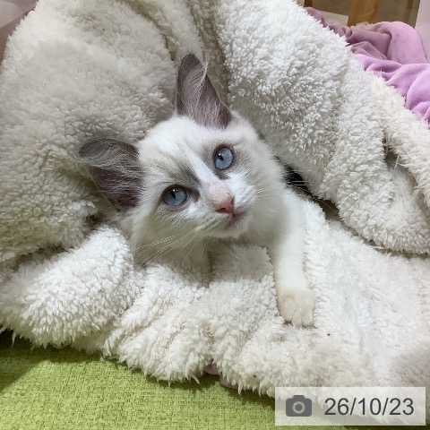 埼玉県のラグドール (ペットプラス 羽生店/2026年8月4日生まれ/男の子/ブルーポイントバイカラー)の子猫の4枚目の画像