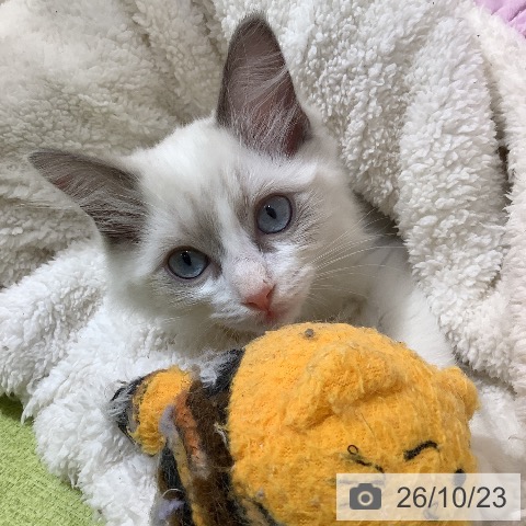埼玉県のラグドール (ペットプラス 羽生店/2026年8月4日生まれ/男の子/ブルーポイントバイカラー)の子猫の3枚目の画像