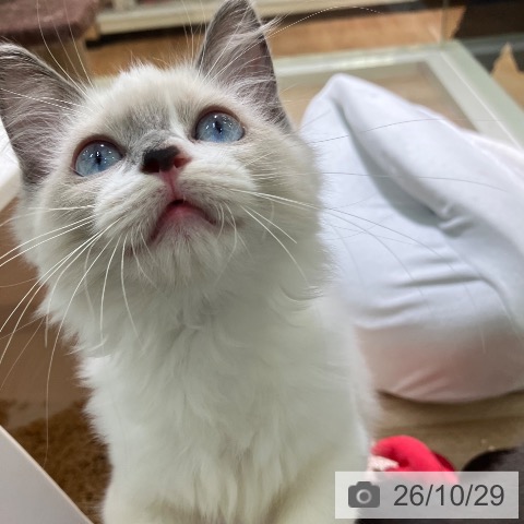 宮崎県のラグドール (ペットプラス 宮崎店/2026年8月4日生まれ/女の子/ブルーポイントバイカラー)の子猫の4枚目の画像