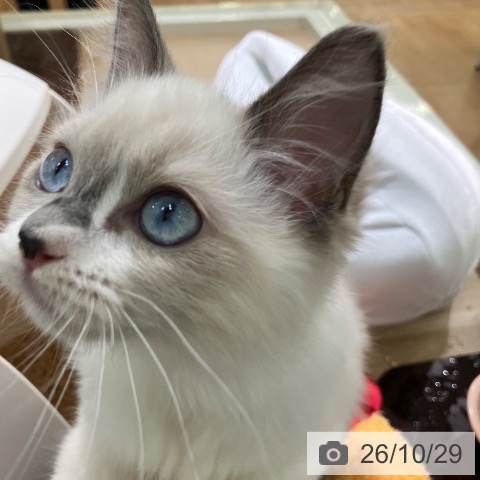 宮崎県のラグドール (ペットプラス 宮崎店/2026年8月4日生まれ/女の子/ブルーポイントバイカラー)の子猫の3枚目の画像