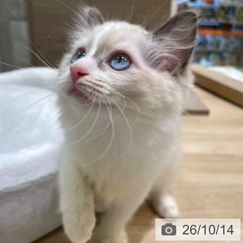 ラグドールの写真