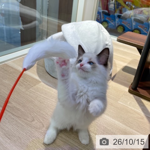 ラグドールの写真