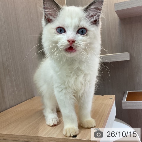 ラグドールの写真