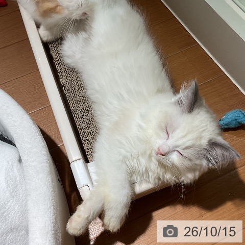 ラグドールの写真