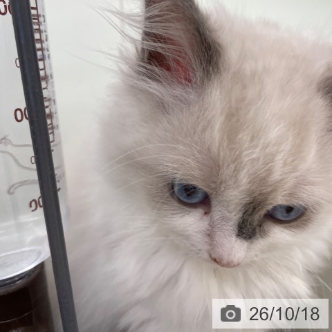 ラグドールの写真
