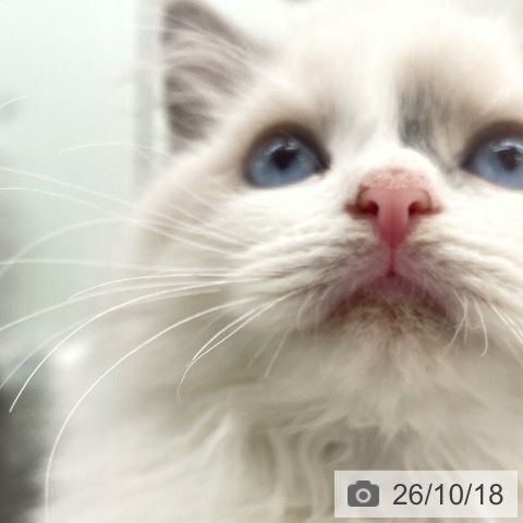 ラグドールの写真