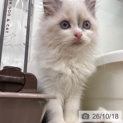 ラグドールの写真