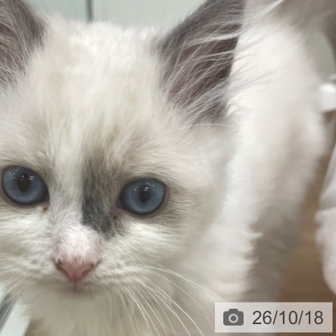 ラグドールの写真