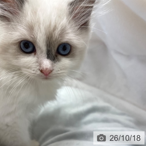 ラグドールの写真